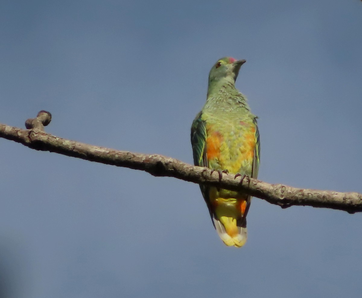 Rose-crowned Fruit-Dove - ML612069956