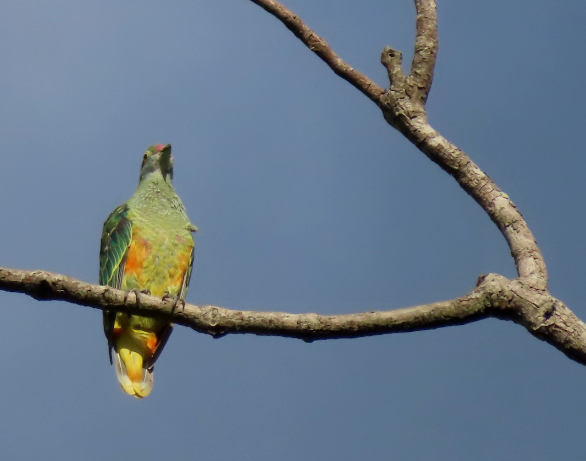 Rose-crowned Fruit-Dove - ML612069966