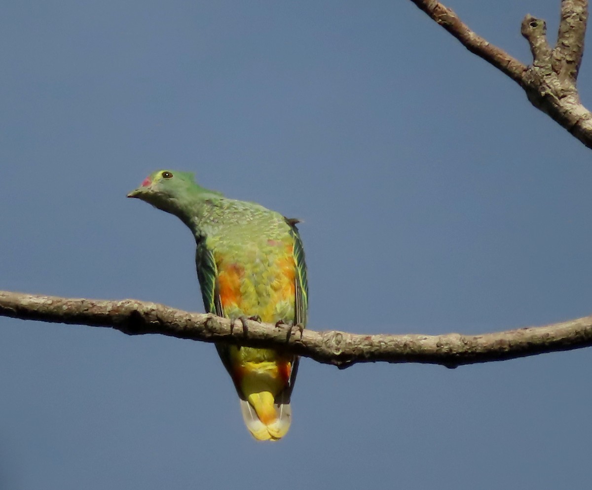 Rose-crowned Fruit-Dove - ML612069969