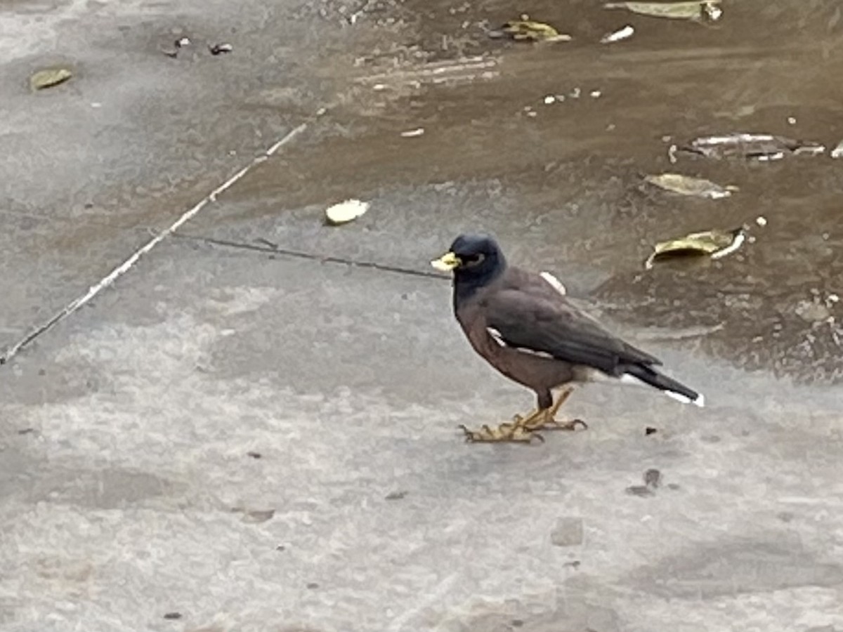 Common Myna - ML612069994