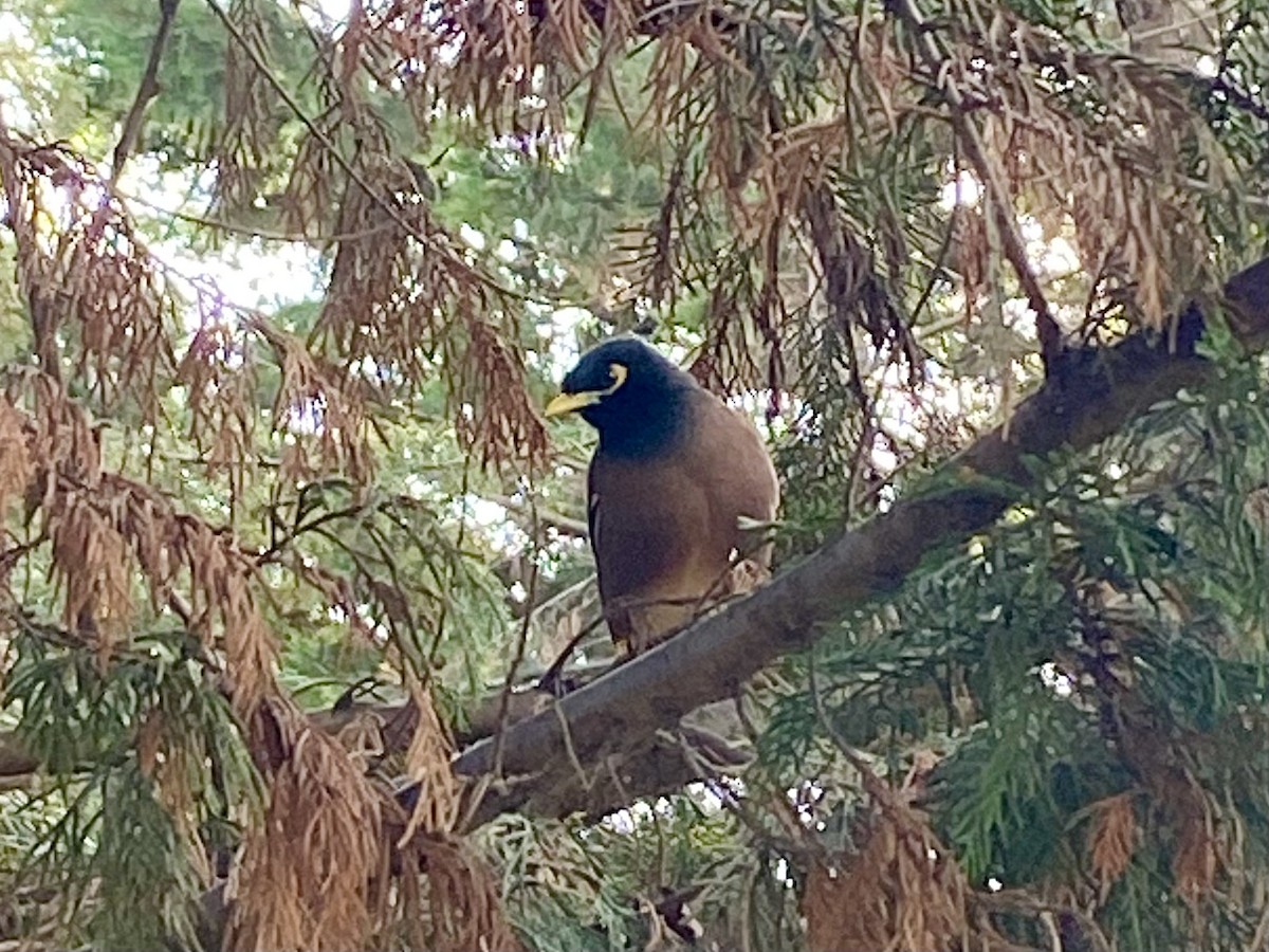 Common Myna - ML612069996