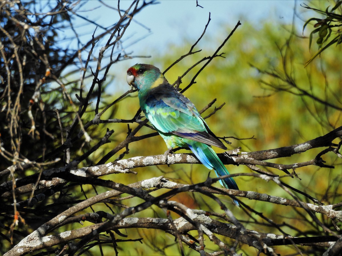 Perico de Port Lincoln (barnardi) - ML612070021