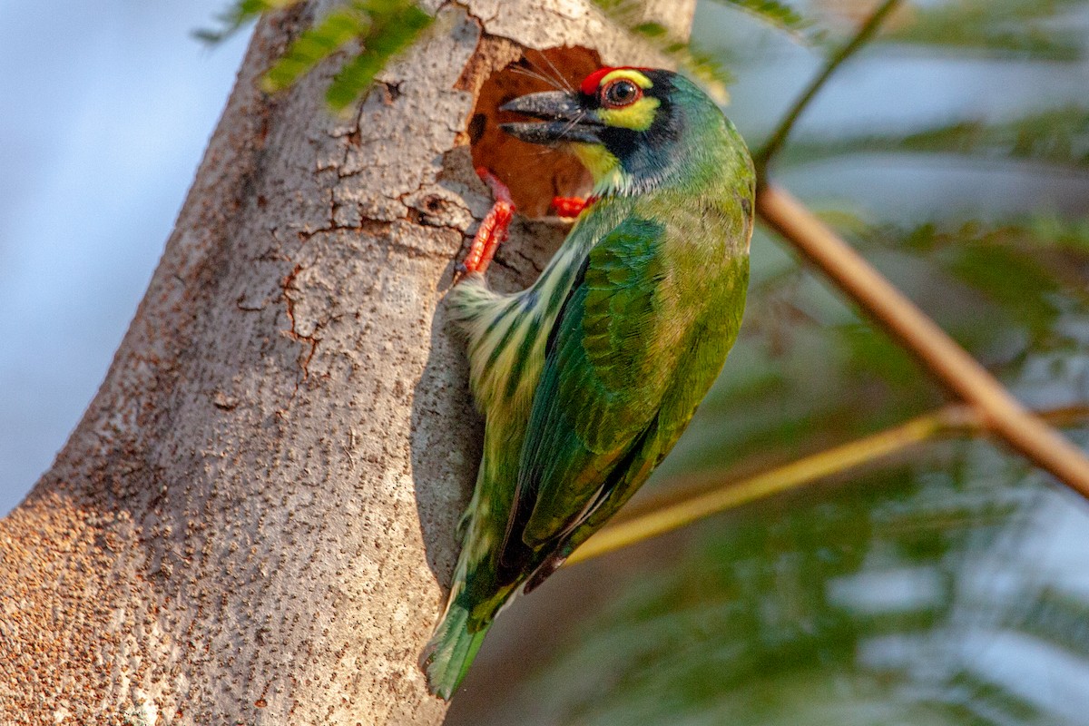 Al Göğüslü Barbet - ML612070134