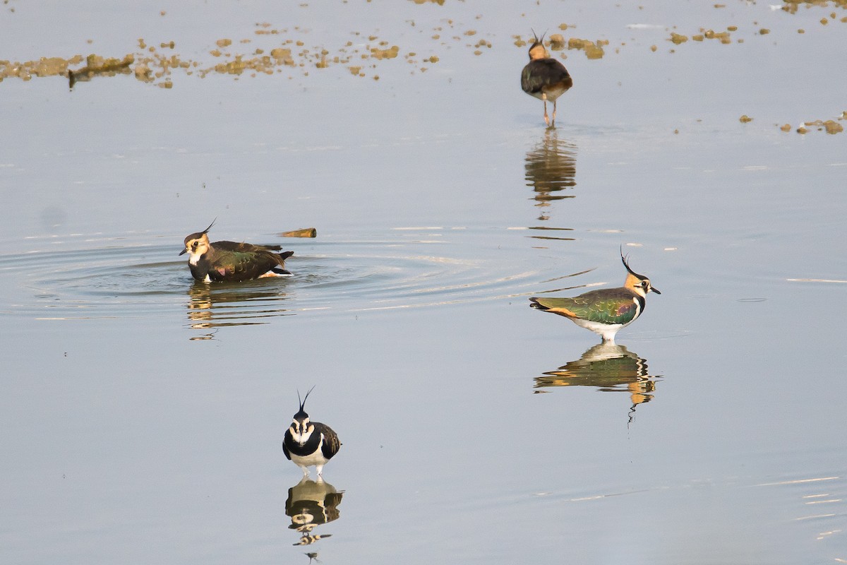 Northern Lapwing - ML612070137