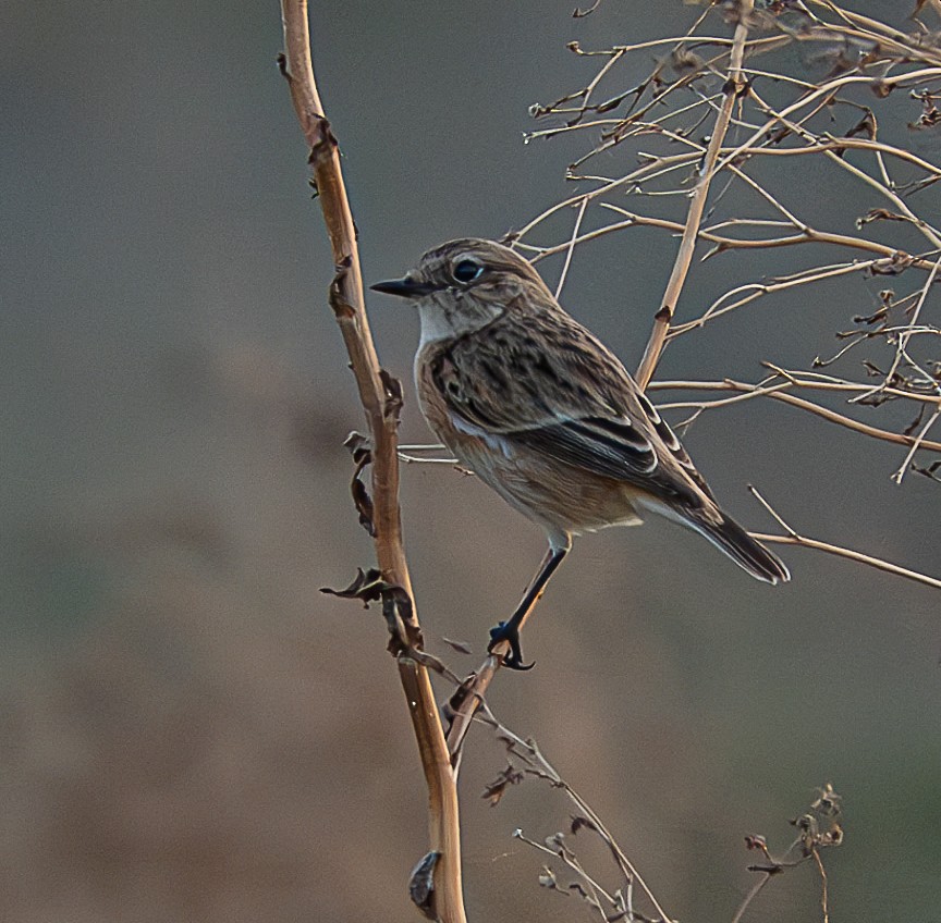 European/Siberian Stonechat - ML612070138