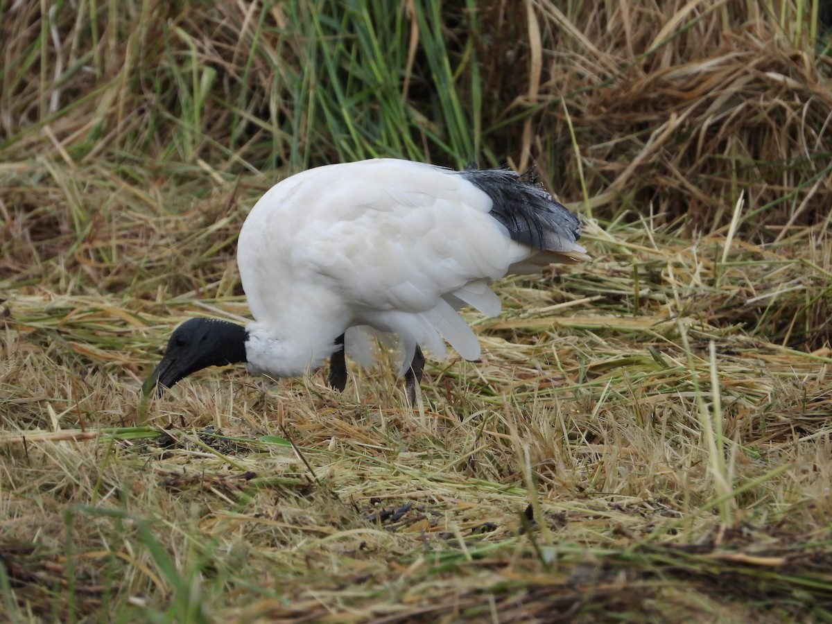 Ibis à cou noir - ML612070156