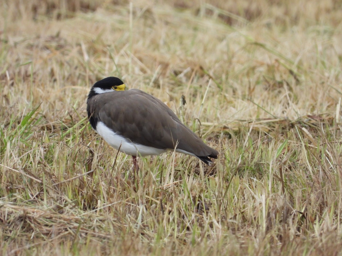 Masked Lapwing - ANNE FOWLER