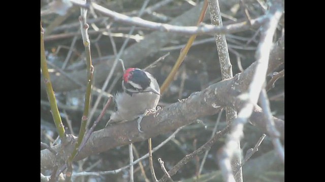 strakapoud osikový - ML612070190