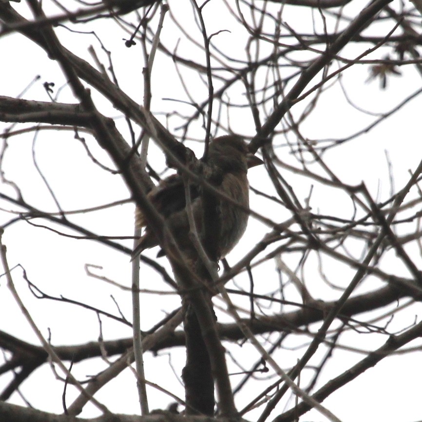 Hawfinch - ML612070224