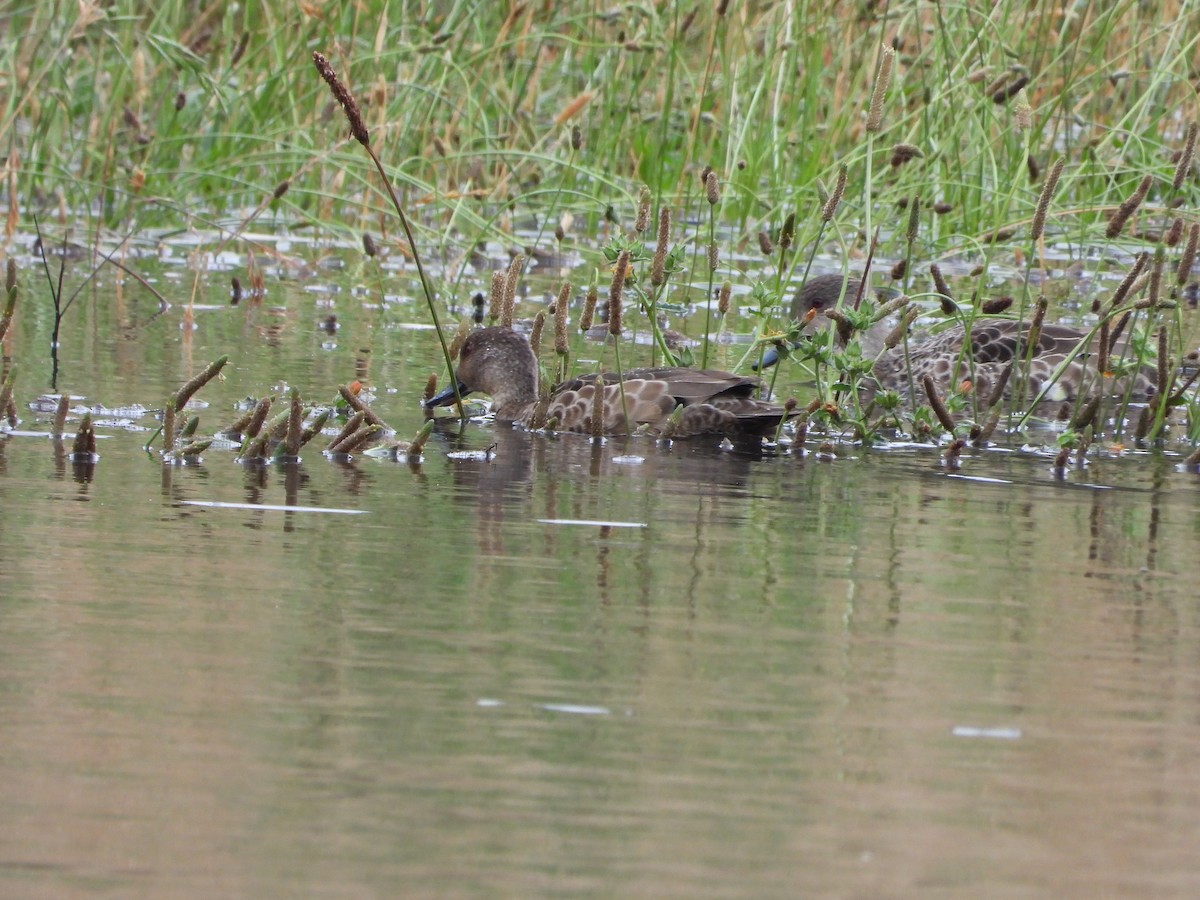 Gray Teal - ANNE FOWLER