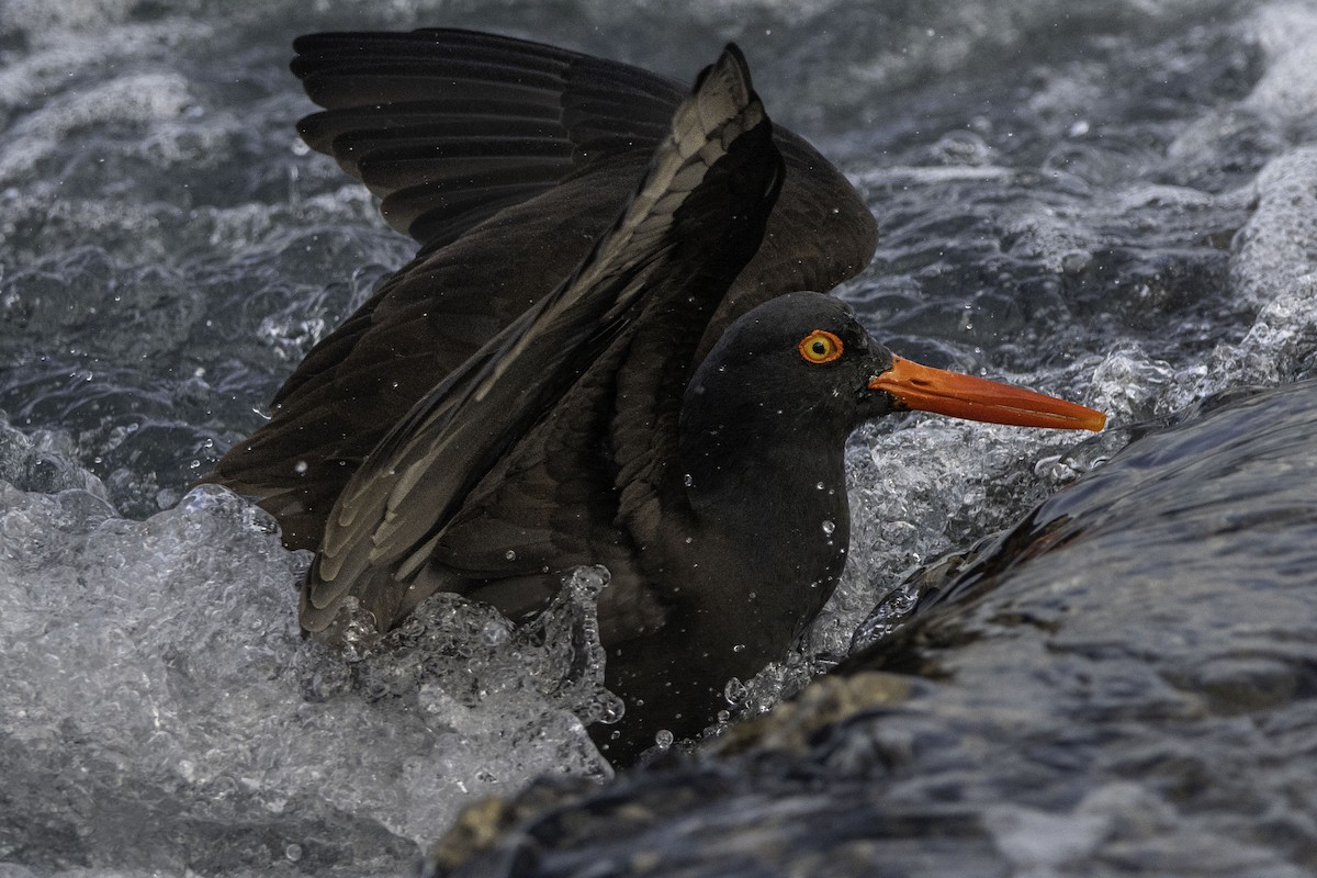 Black Oystercatcher - ML612070312