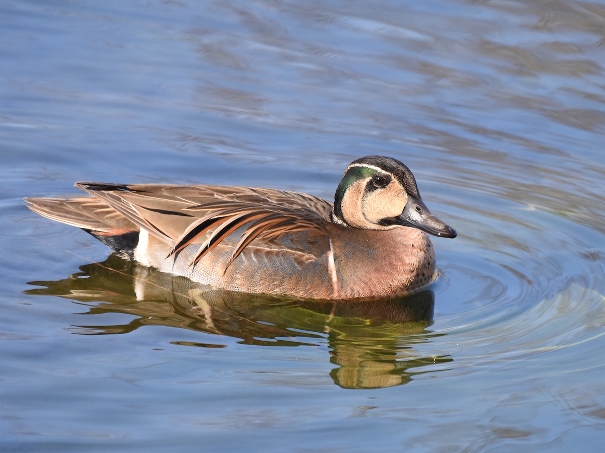 Baikal Teal - ML612070336