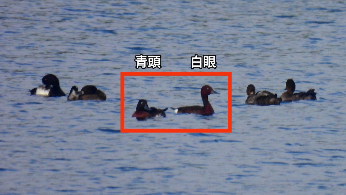 Ferruginous Duck - Wei Chen