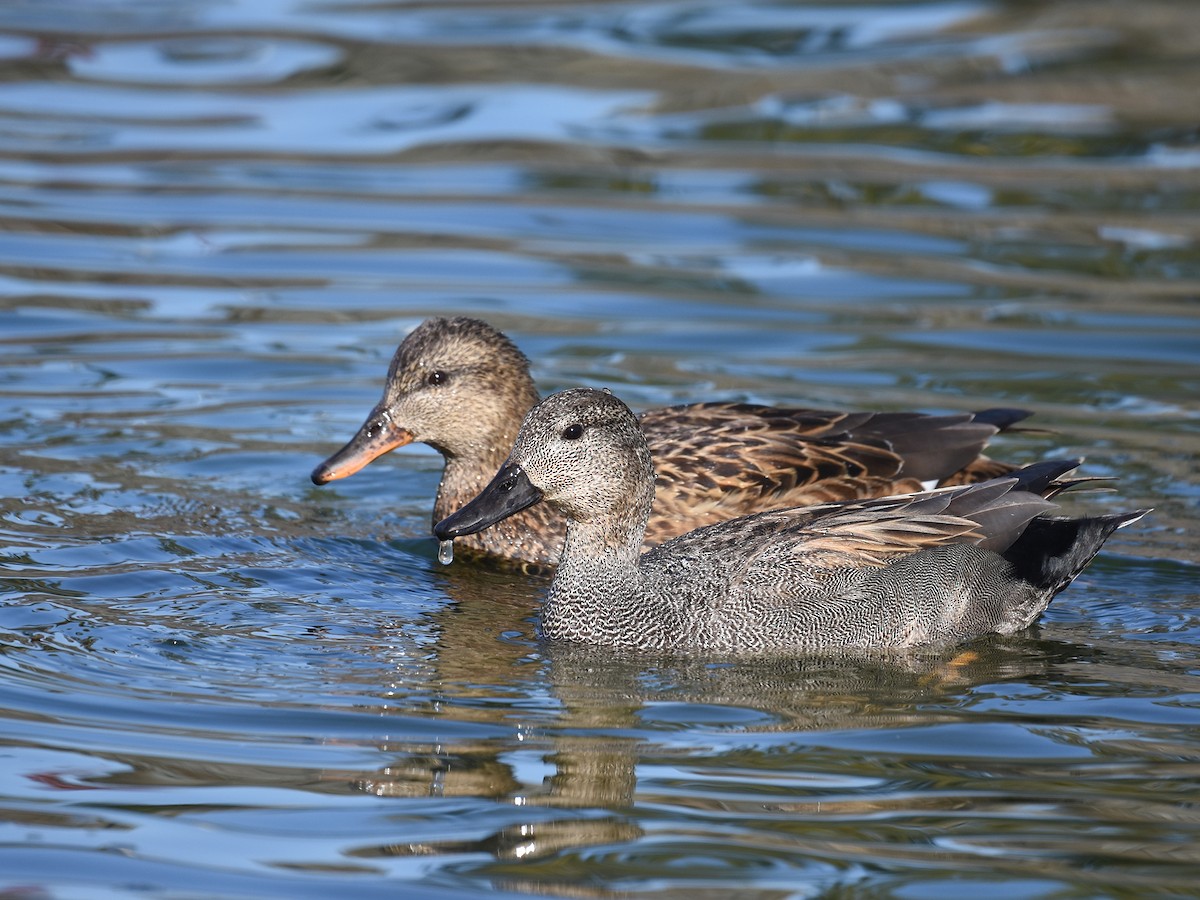 Gadwall - Yojiro Nagai