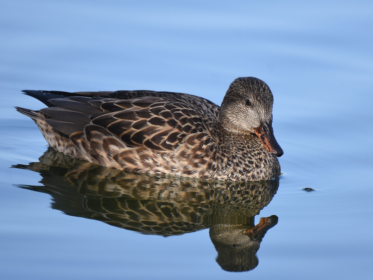 Gadwall - Yojiro Nagai