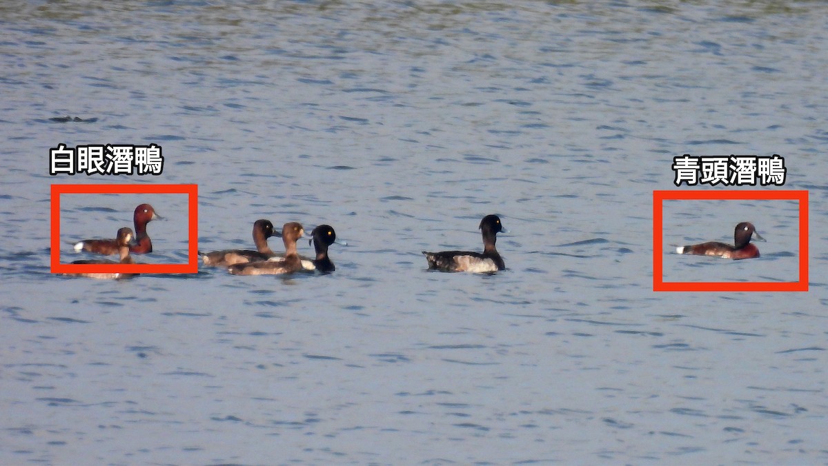 Baer's Pochard - ML612070354