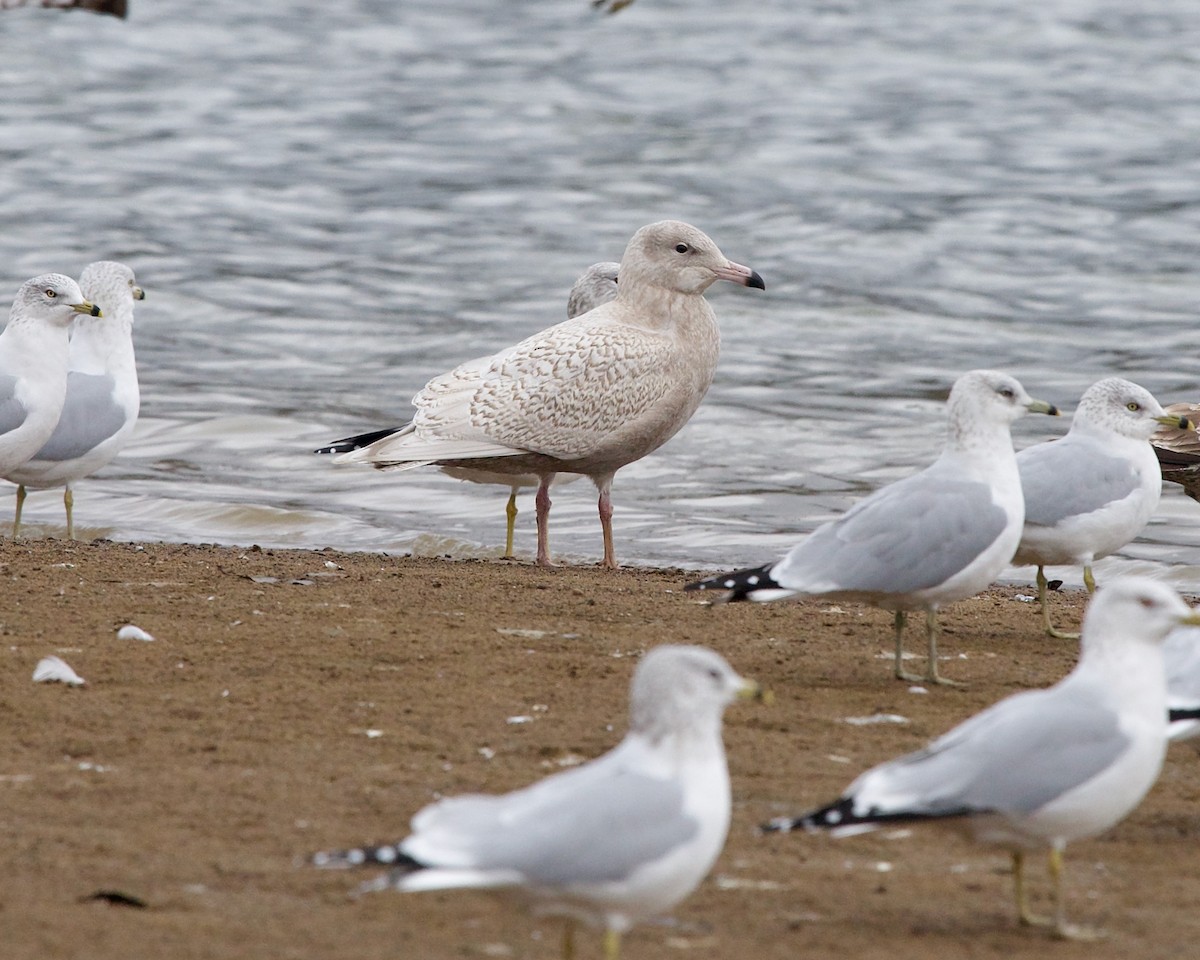 Glaucous Gull - ML612070369