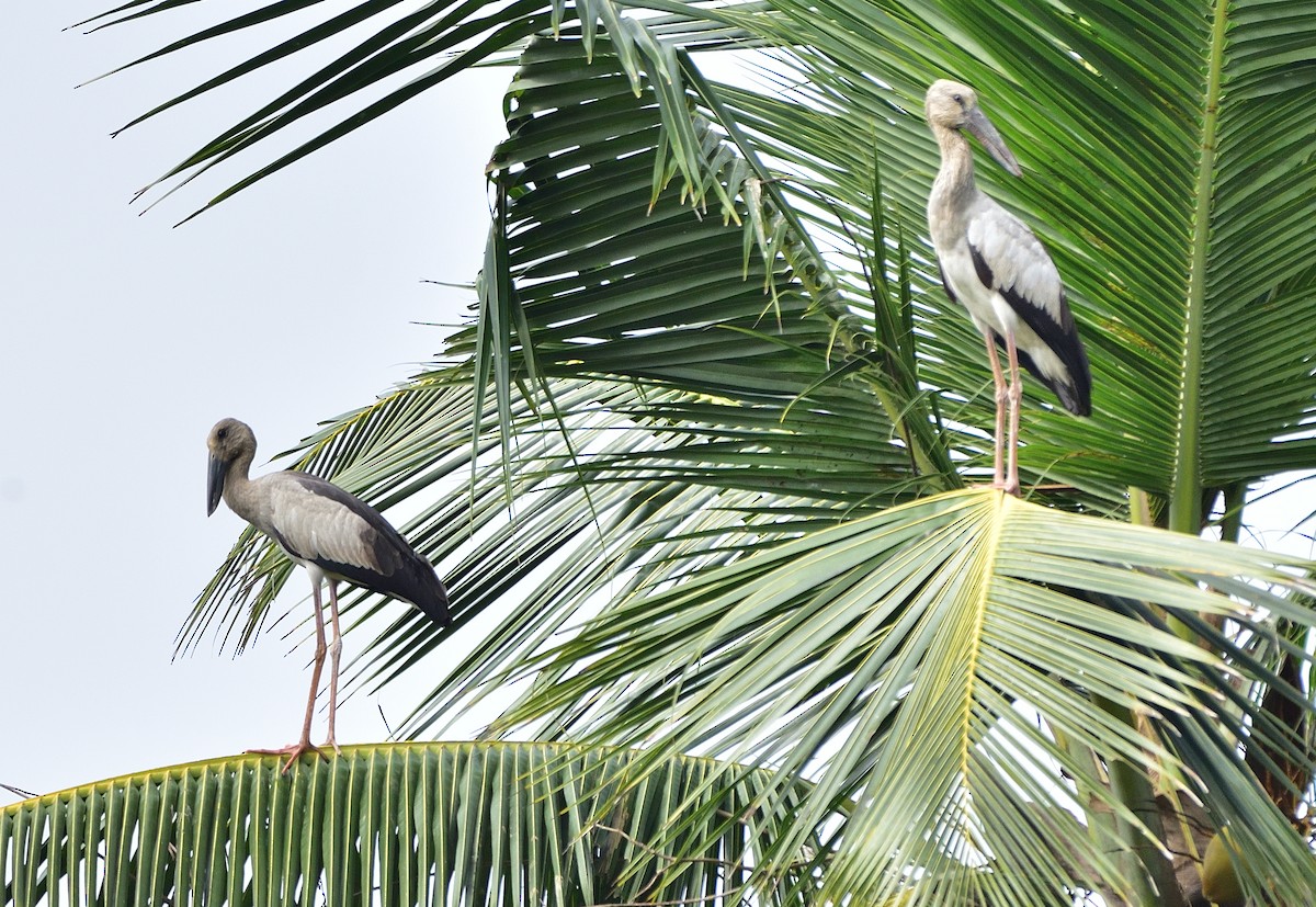 Asian Openbill - ML612070419