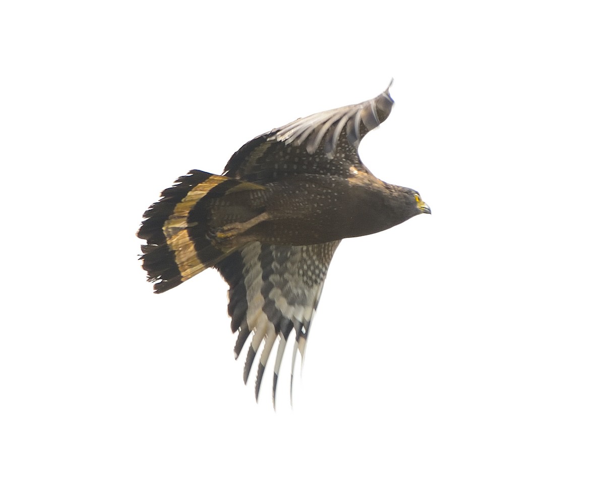 Crested Serpent-Eagle - ML612070434