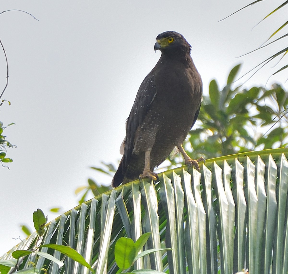 Crested Serpent-Eagle - ML612070435