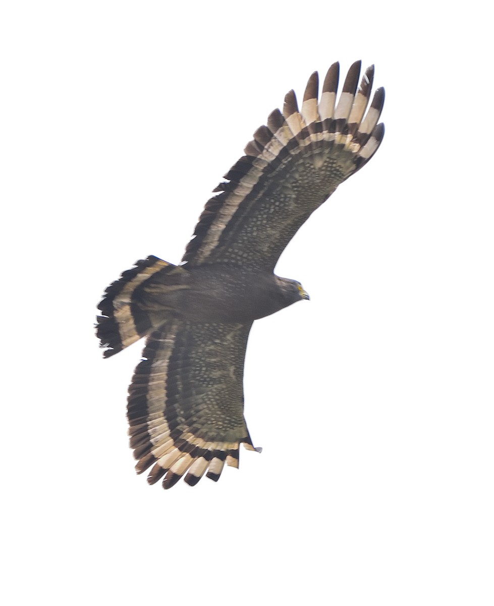 Crested Serpent-Eagle - ML612070436