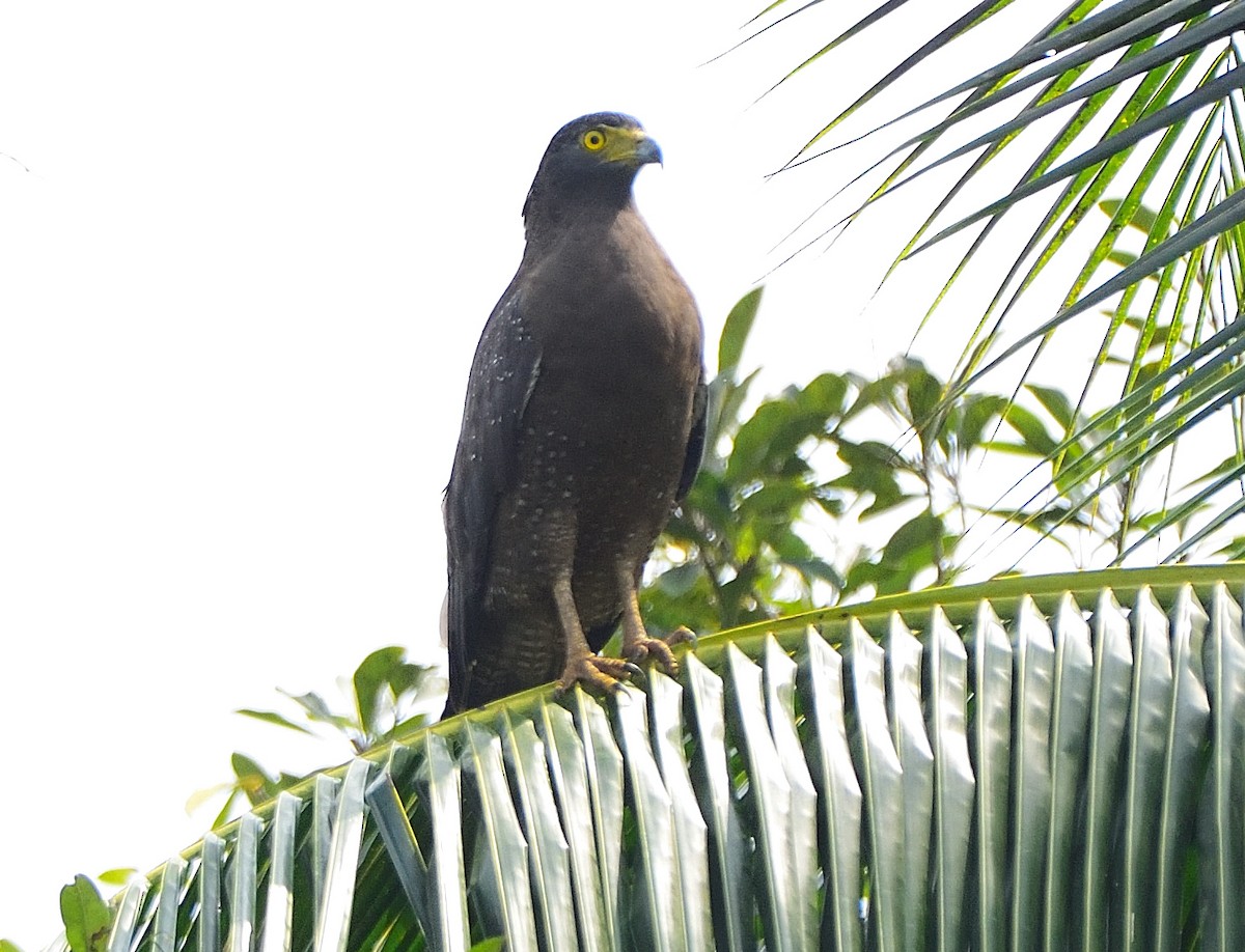 Crested Serpent-Eagle - ML612070437