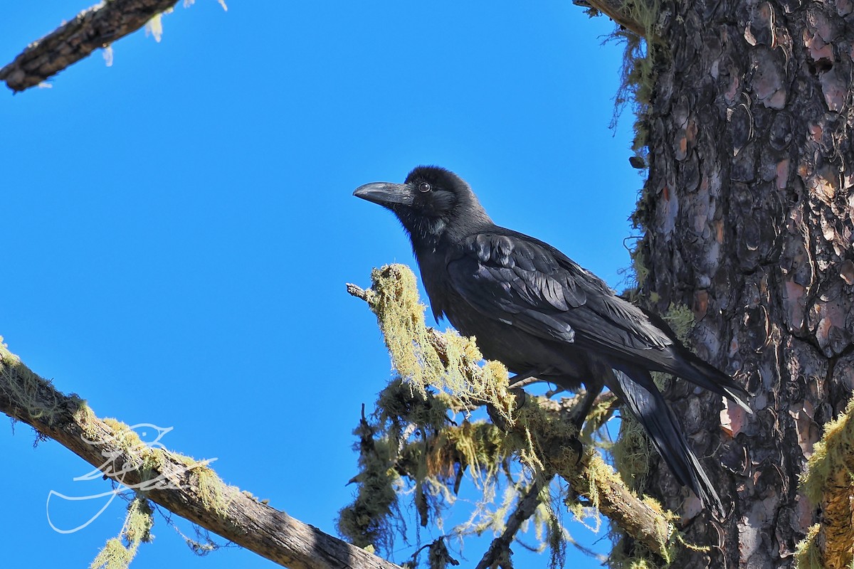 Large-billed Crow (Large-billed) - Leijun Zhuang