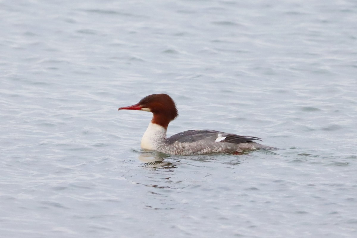 Common Merganser - María Lobato