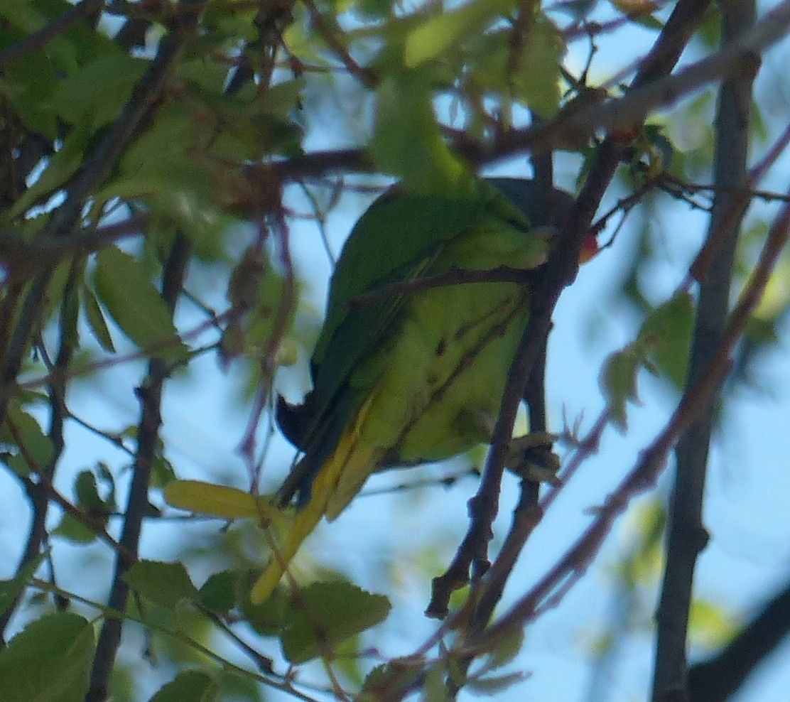 Psitácida (Cotorra/Aratinga) sp. - ML612070509