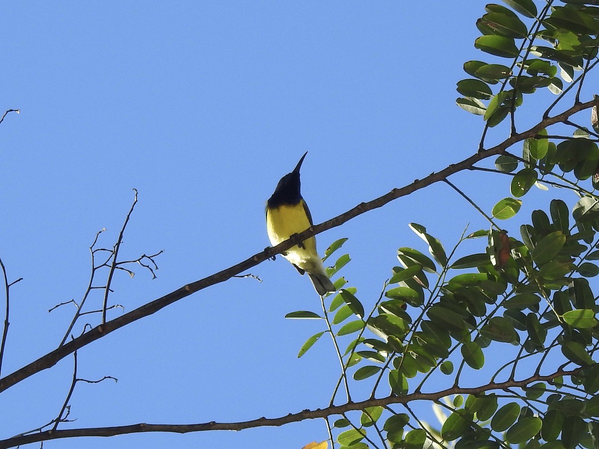 Garden Sunbird - Noam Markus