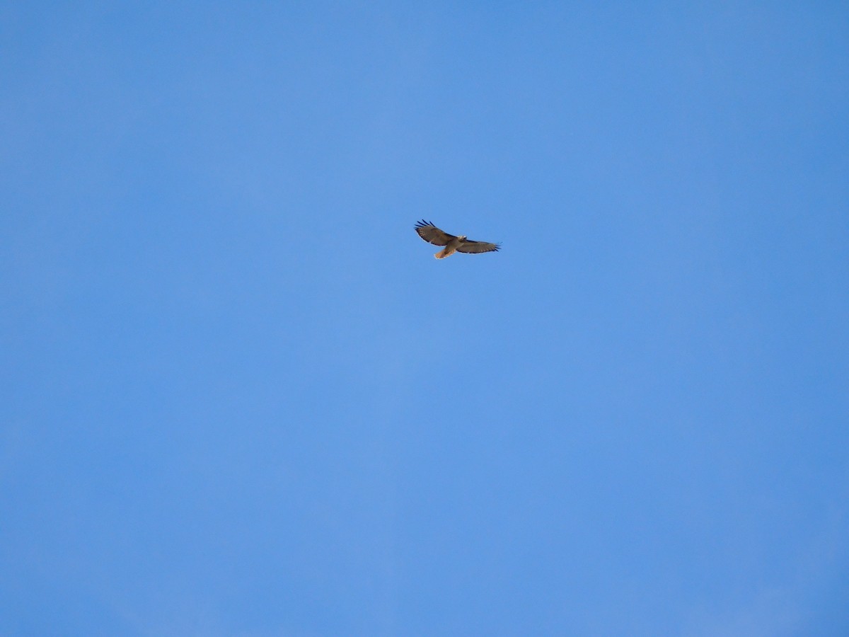 Red-tailed Hawk (calurus/alascensis) - ML612070629