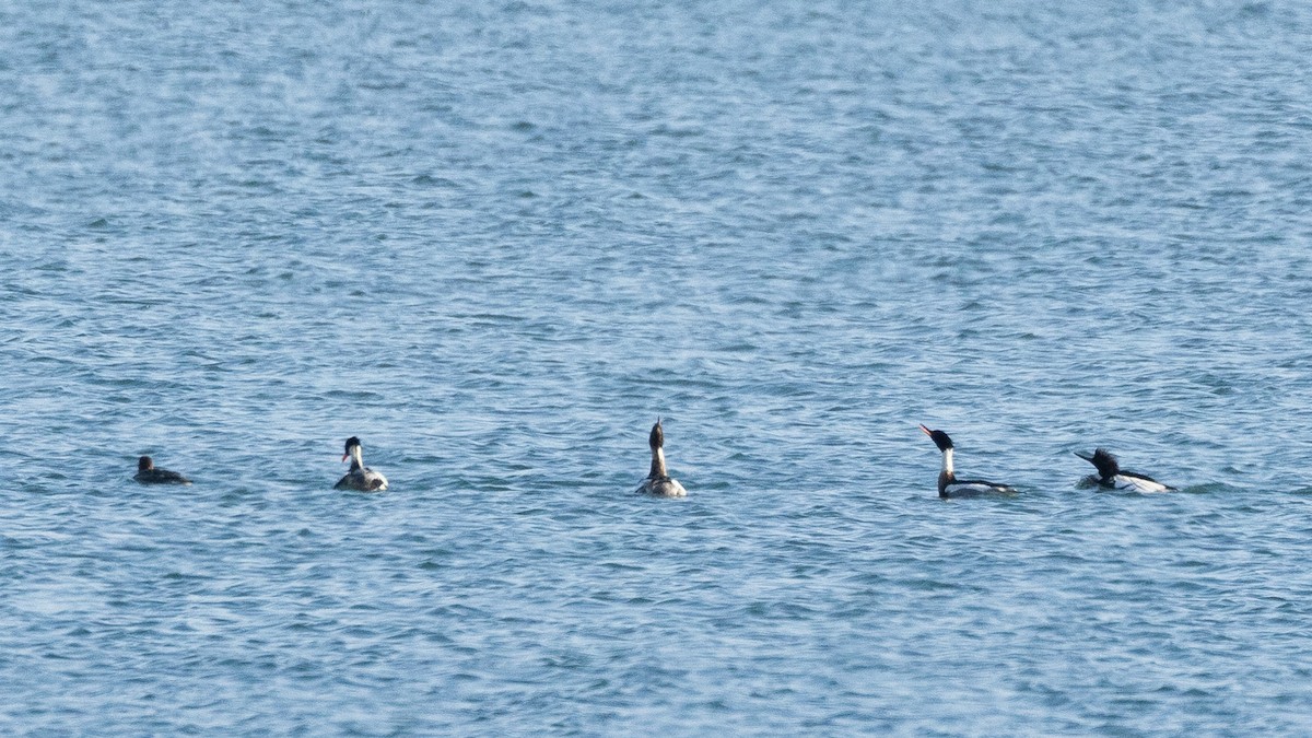 Red-breasted Merganser - ML612070664