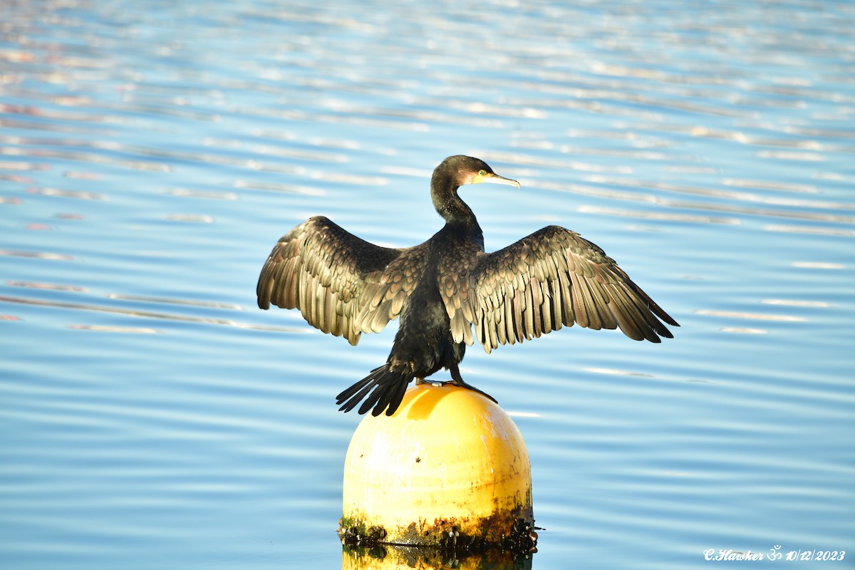 Great Cormorant - ML612070727