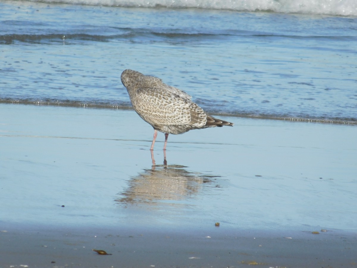 Iceland Gull (Thayer's) - ML612070779