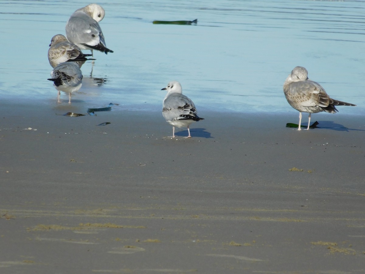 Bonaparte's Gull - ML612070827