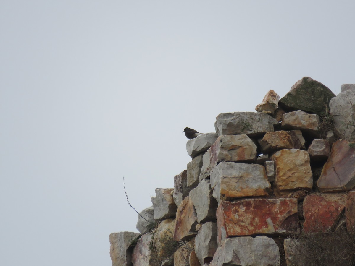 Black Wheatear - ML612070847