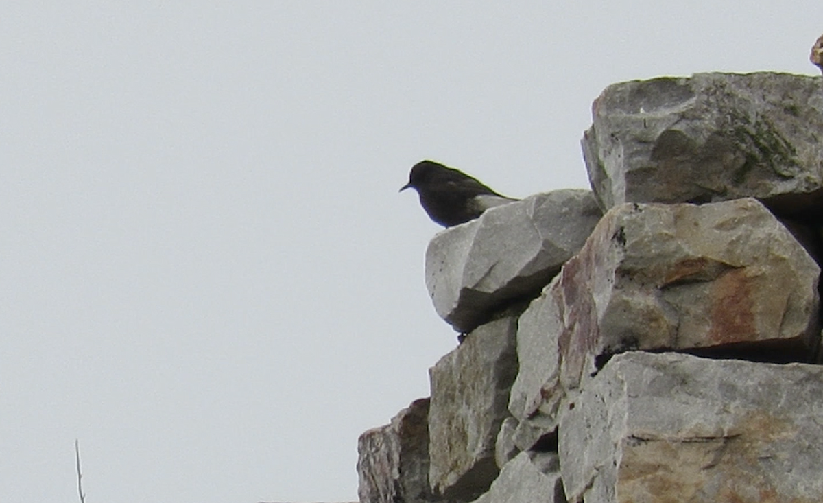 Black Wheatear - ML612070852