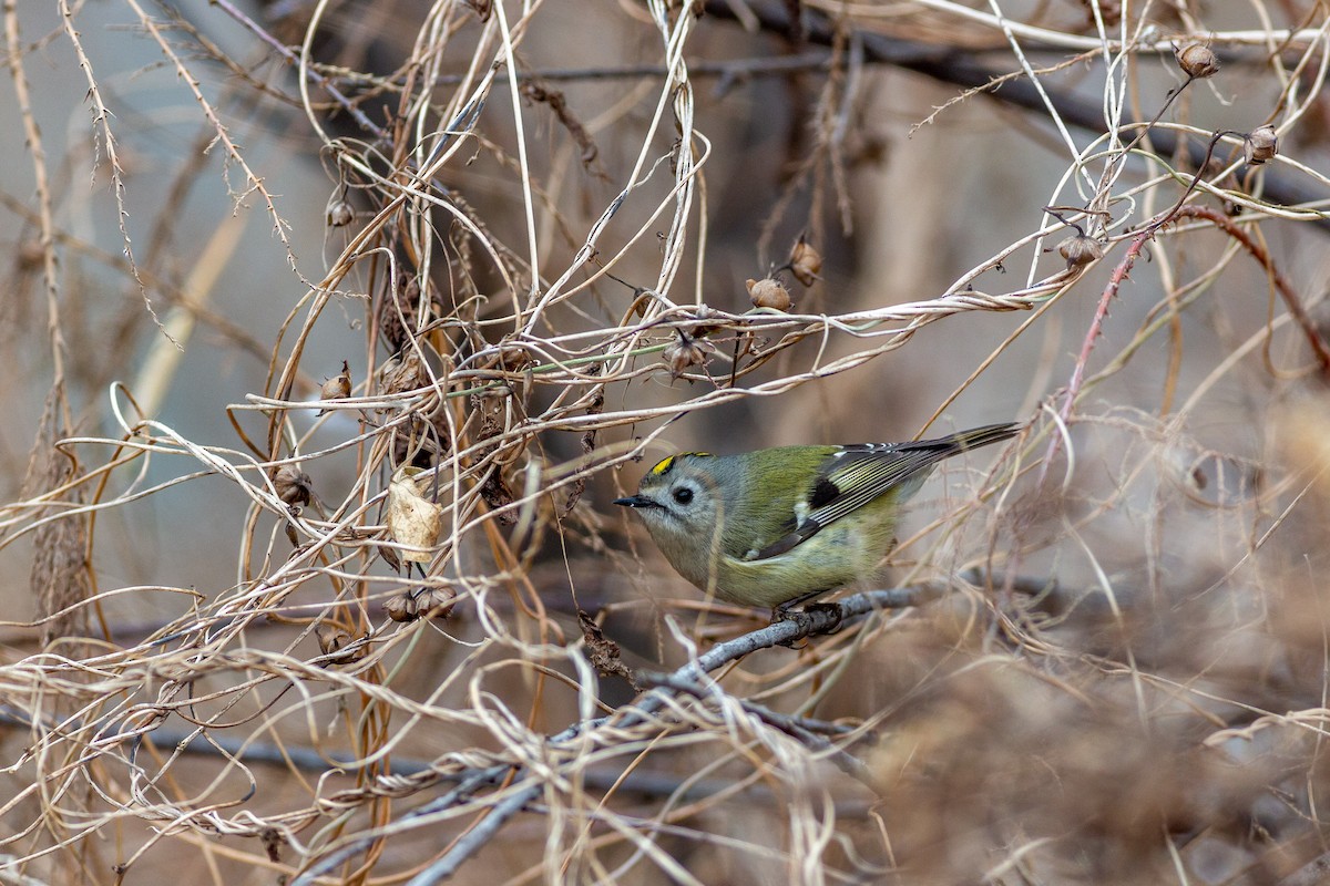 Goldcrest - ML612070853