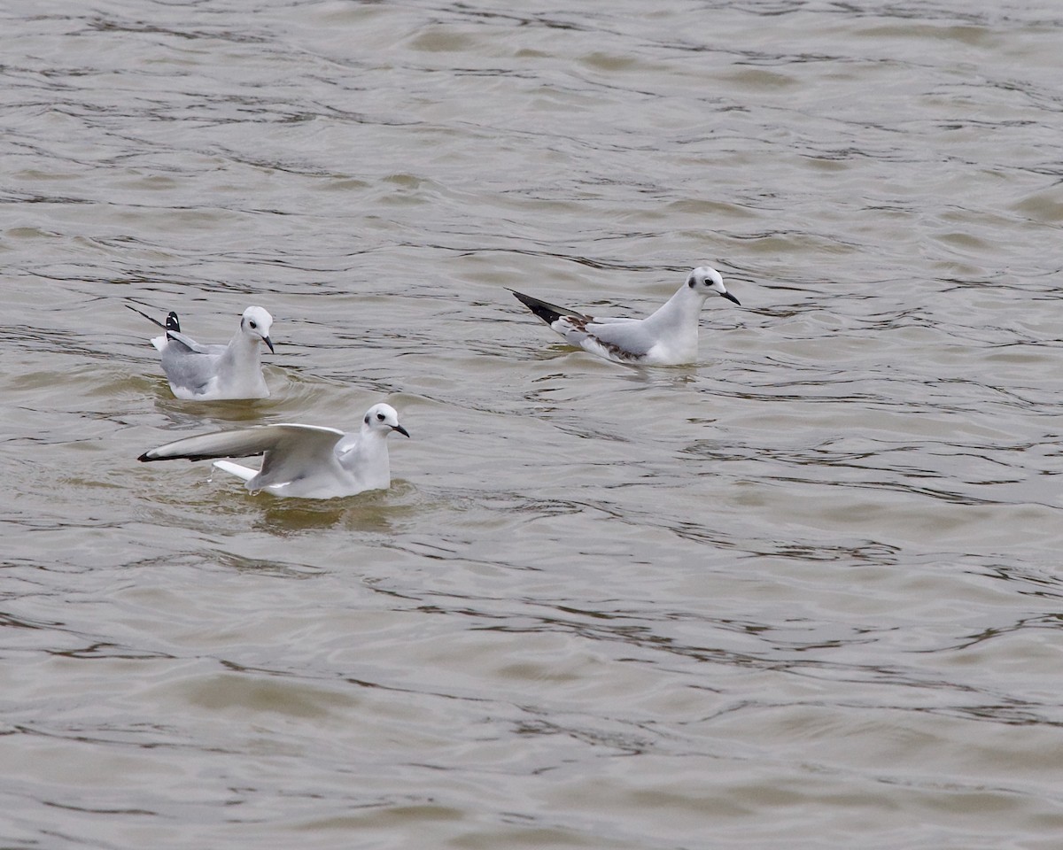 Bonaparte's Gull - Jon Cefus