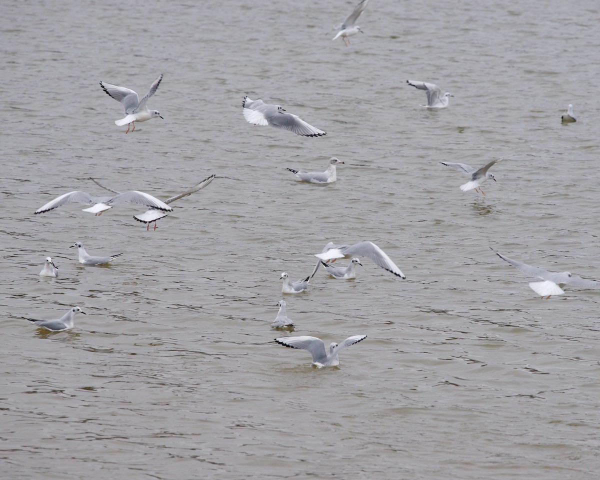 Bonaparte's Gull - Jon Cefus