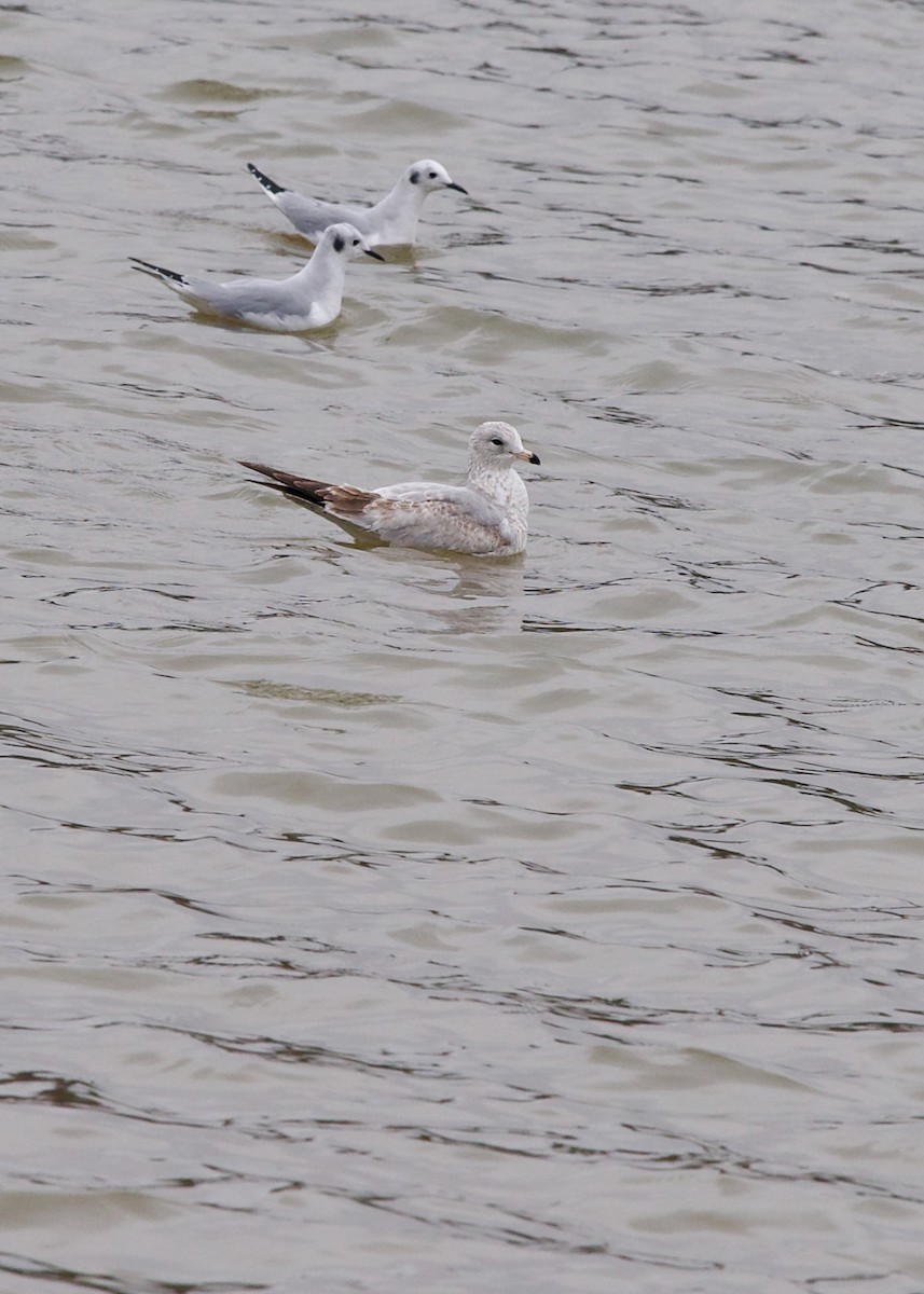 Ring-billed Gull - ML612070929