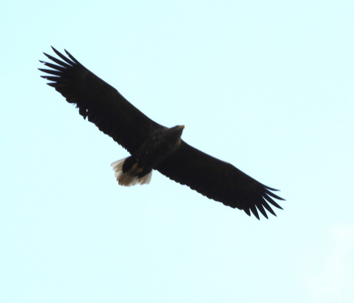 White-tailed Eagle - Bernhard Seliger