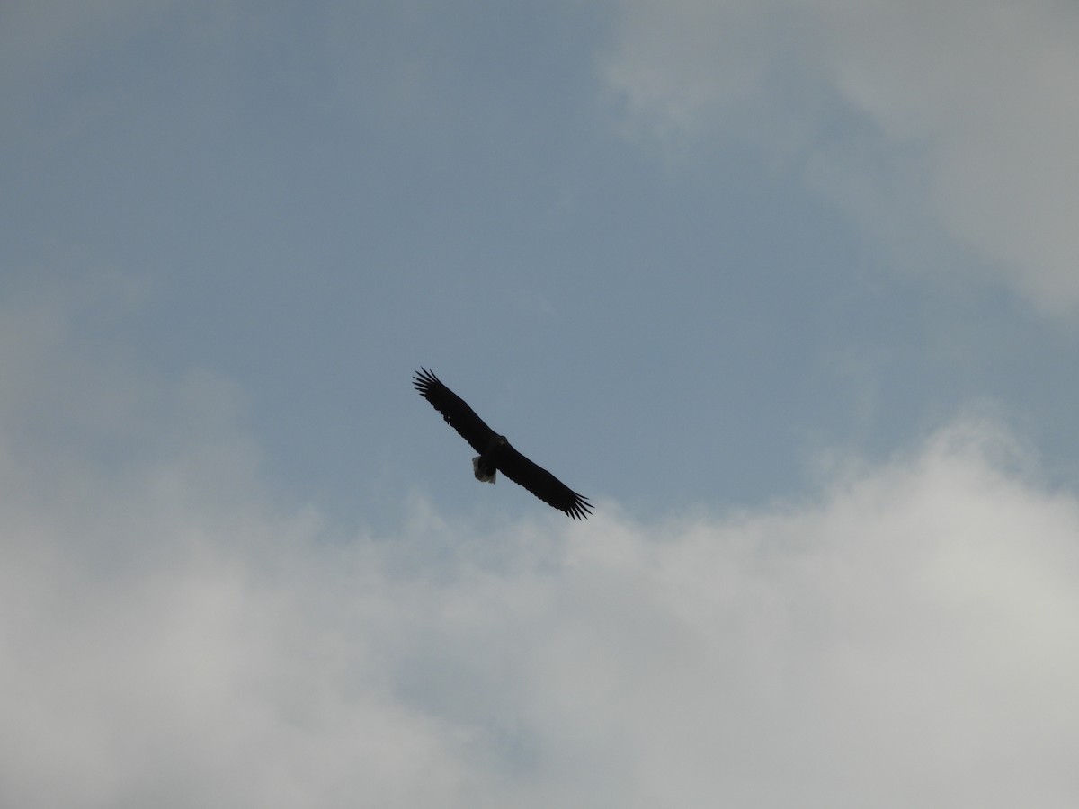 White-tailed Eagle - Bernhard Seliger