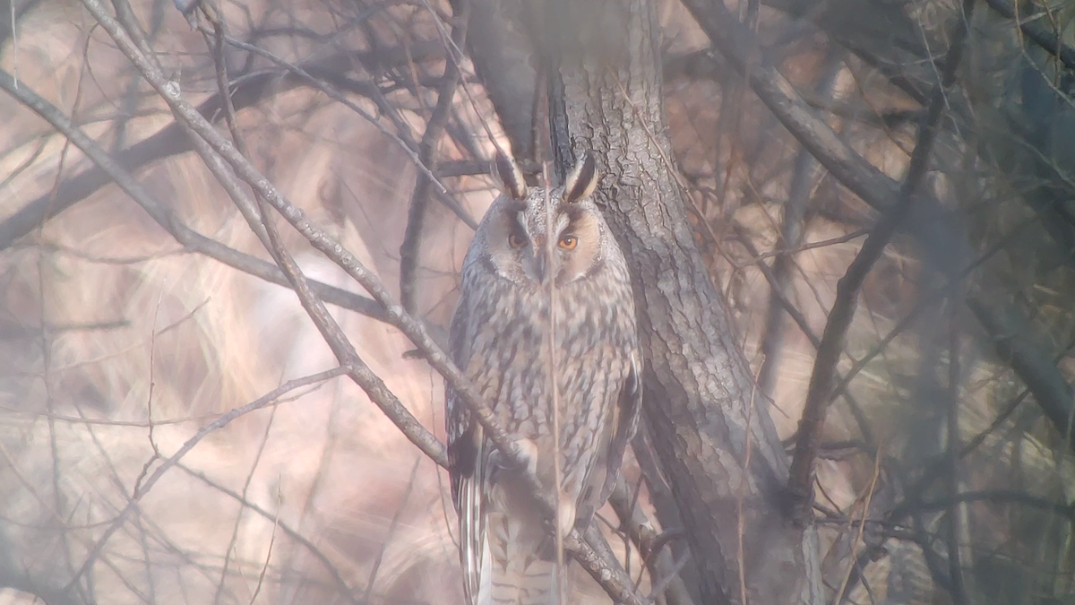 Long-eared Owl - ML612070987