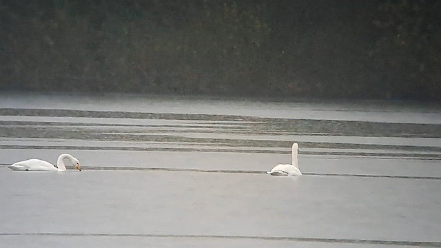 Whooper Swan - ML612071178