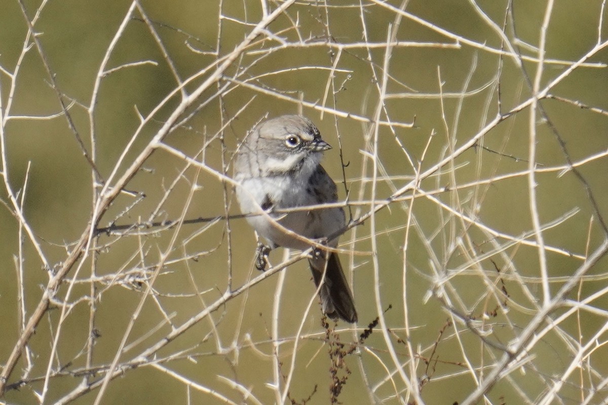 Sagebrush/Bell's Sparrow (Sage Sparrow) - ML612071224