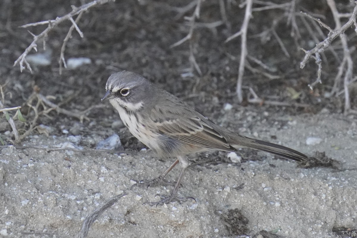 Sagebrush/Bell's Sparrow (Sage Sparrow) - ML612071242