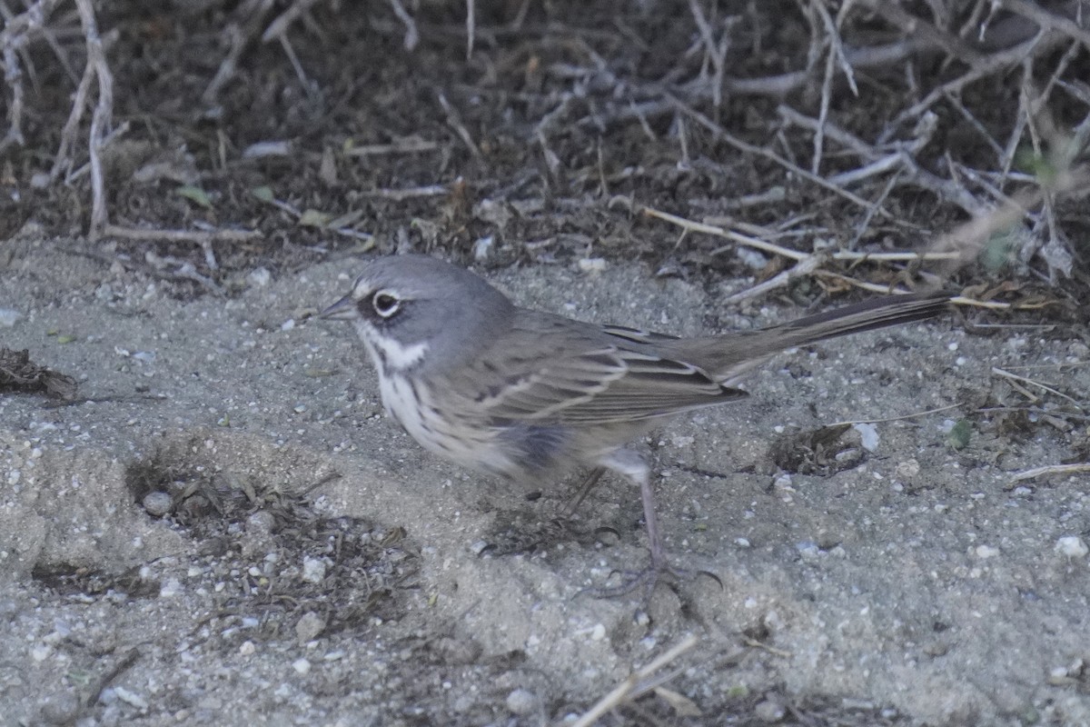 Sagebrush/Bell's Sparrow (Sage Sparrow) - ML612071244