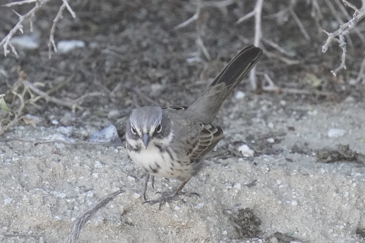 Sagebrush/Bell's Sparrow (Sage Sparrow) - ML612071248