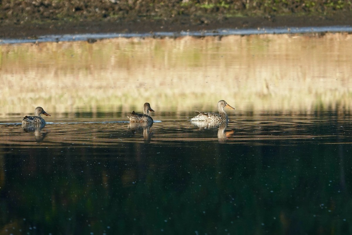 Northern Shoveler - ML612071267